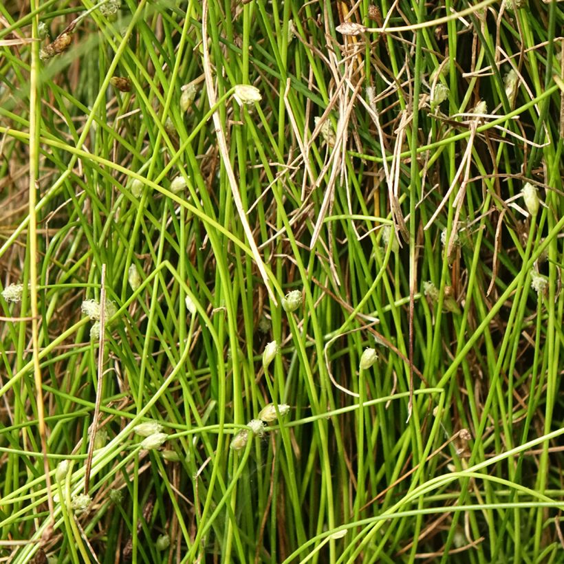 Scirpus cernuus Fiber Optic Grass - Frauenhaargras (Foliage)