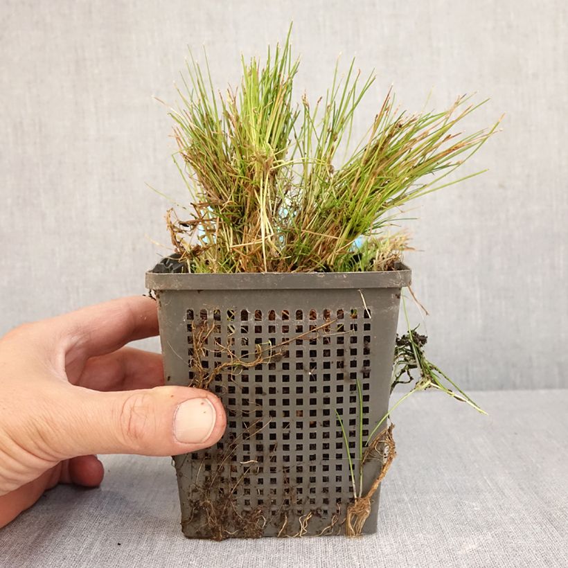 Exemplar von Scirpus isolepsis - Moorbinse Topf mit 1L/1,5L wie im Herbst geliefert
