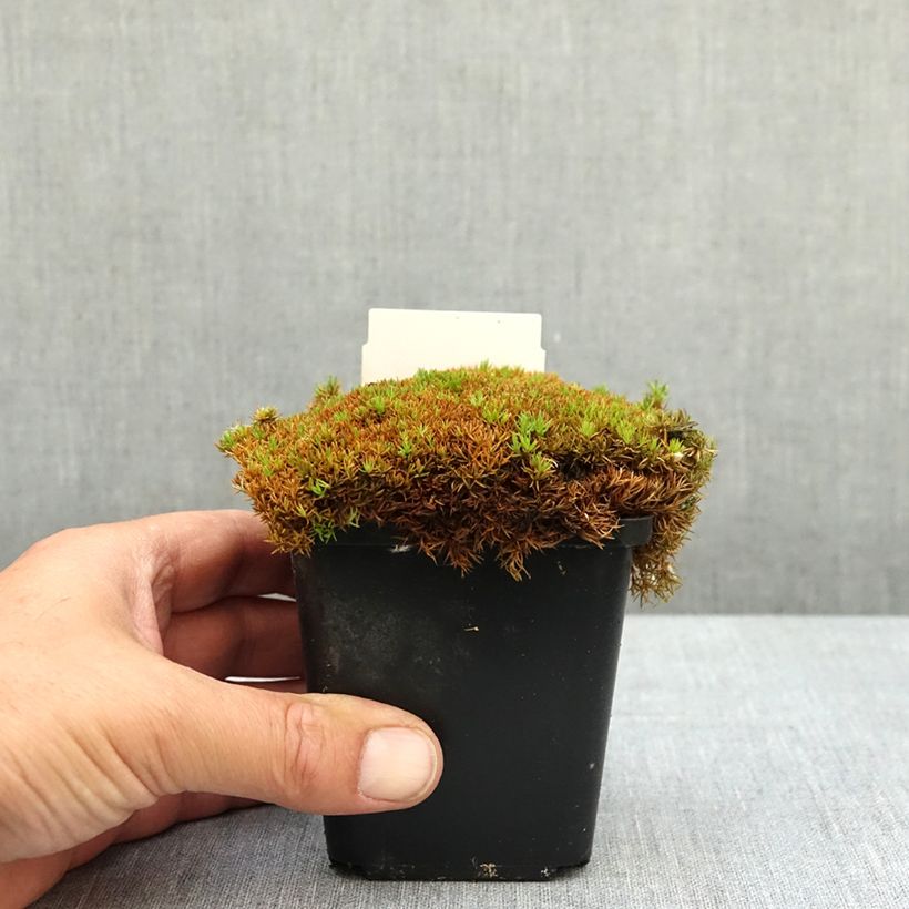 Exemplar von Scleranthus uniflorus Bronze - Knäuel Kleine Töpfe von 8/9 cm wie im Frühjahr geliefert