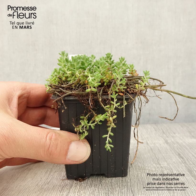 Example of Fetthenne - Sedum album var. murale Kleine Töpfe von 8/9 cm as you get in printemps