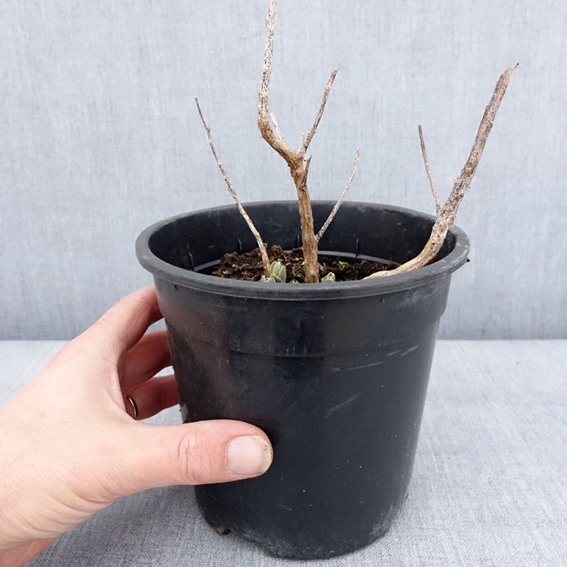 Example of Fetthenne Autumn Charm - Sedum telephium Topf mit 2L/3L as you get in hiver