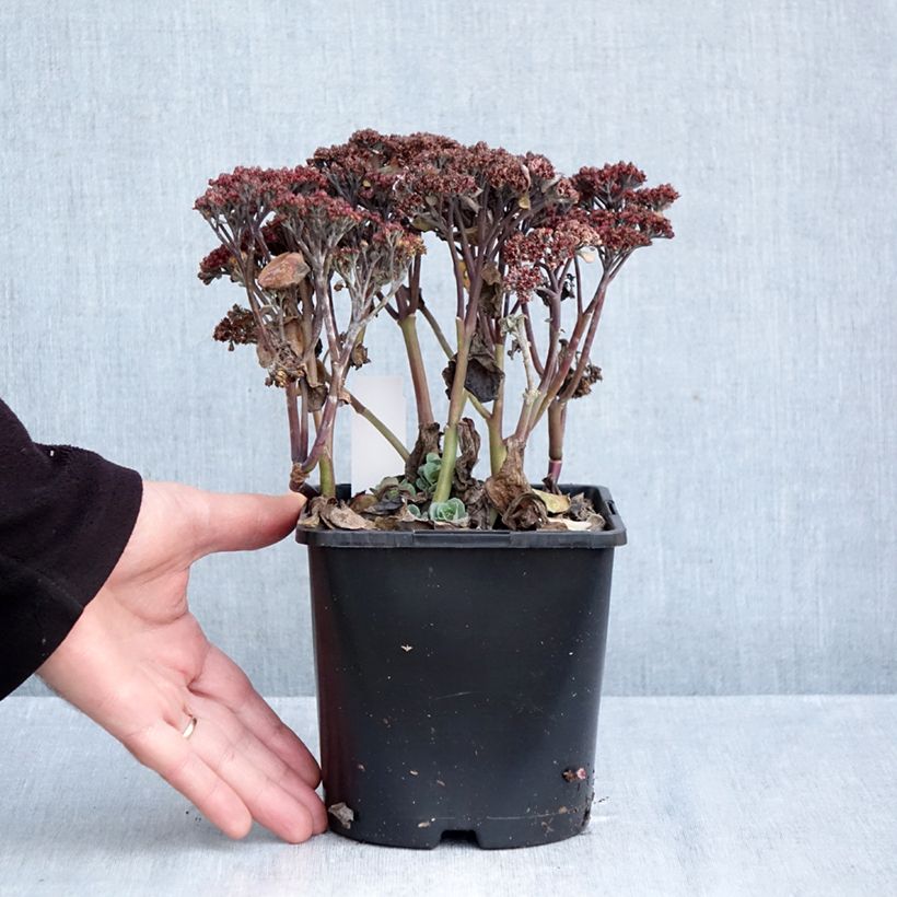 Exemplar von Fetthenne Back in Black - Sedum Topf mit 1,5L/2L wie im Herbst geliefert