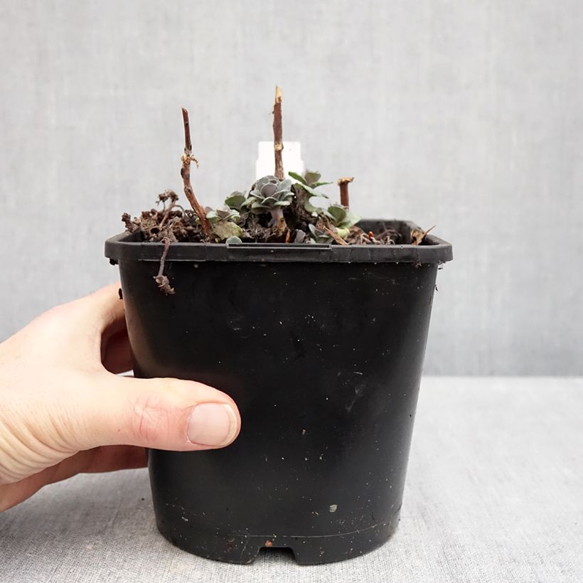 Exemplar von Fetthenne Back in Black - Sedum Topf mit 1,5L/2L wie im Winter geliefert