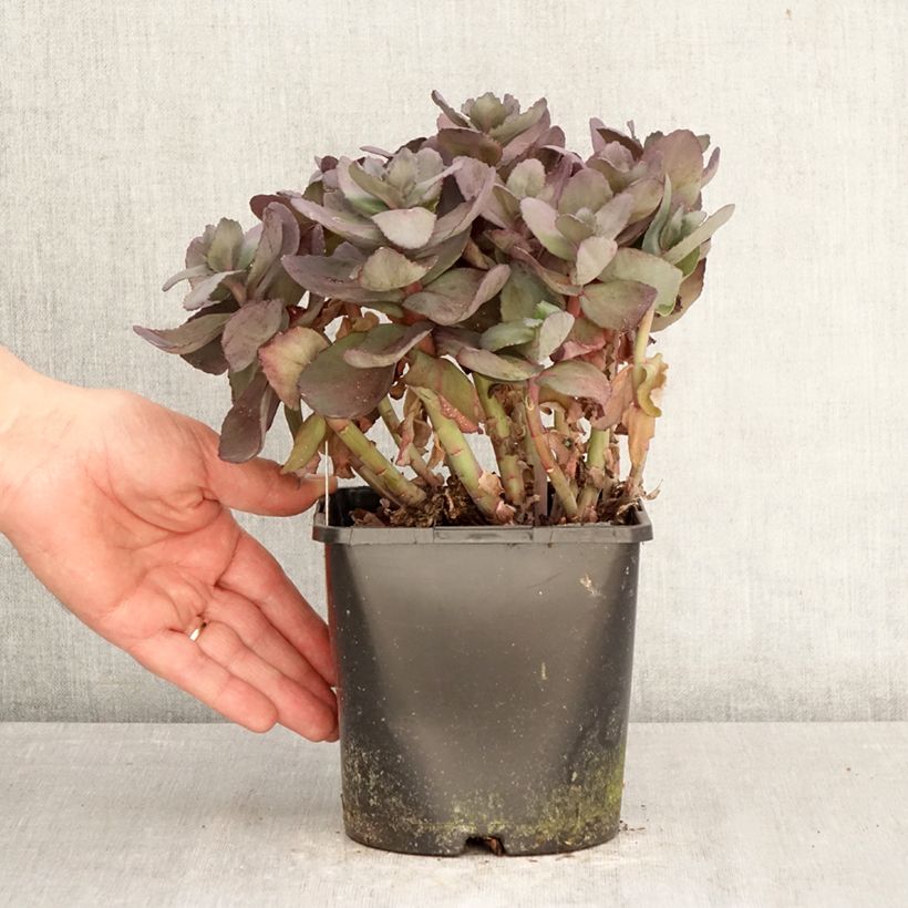 Exemplar von Fetthenne Back in Black - Sedum Topf mit 1,5L/2L wie im Frühjahr geliefert
