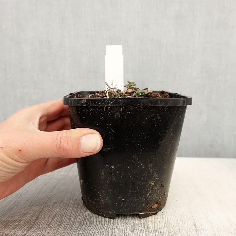 Example of Fetthenne Lidakense - Sedum cauticola Topf mit 1,5L/2L as you get in printemps