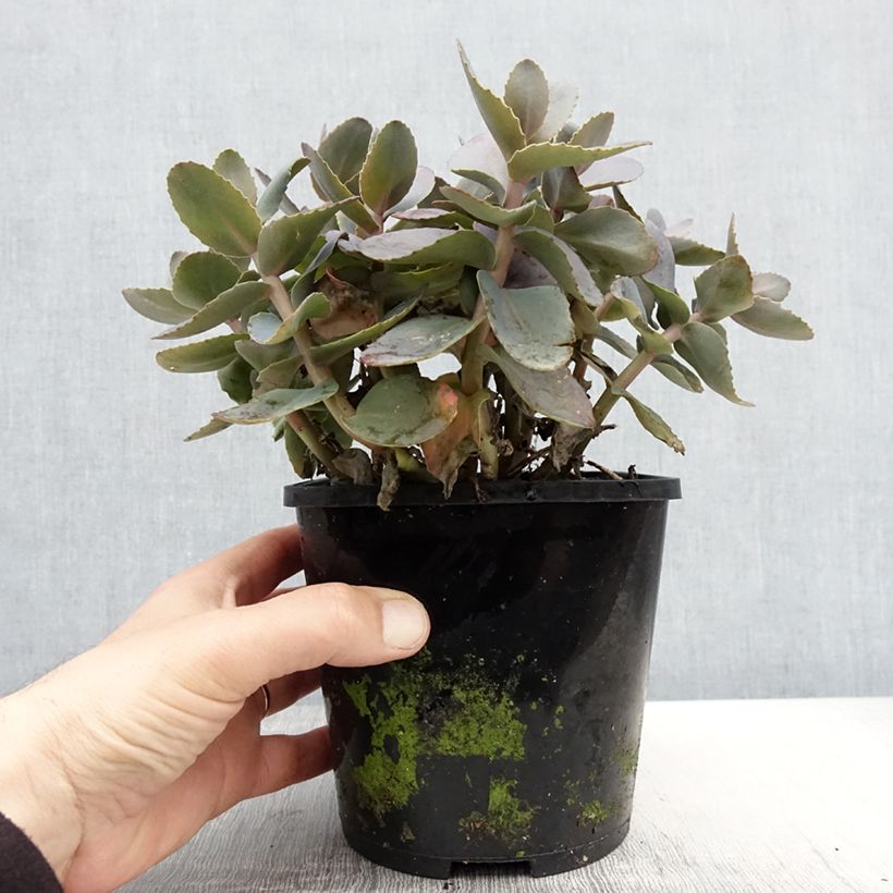 Exemplar von Fetthenne Chocolate Cherry - Sedum telephium Topf mit 2L/3L wie im Frühjahr geliefert