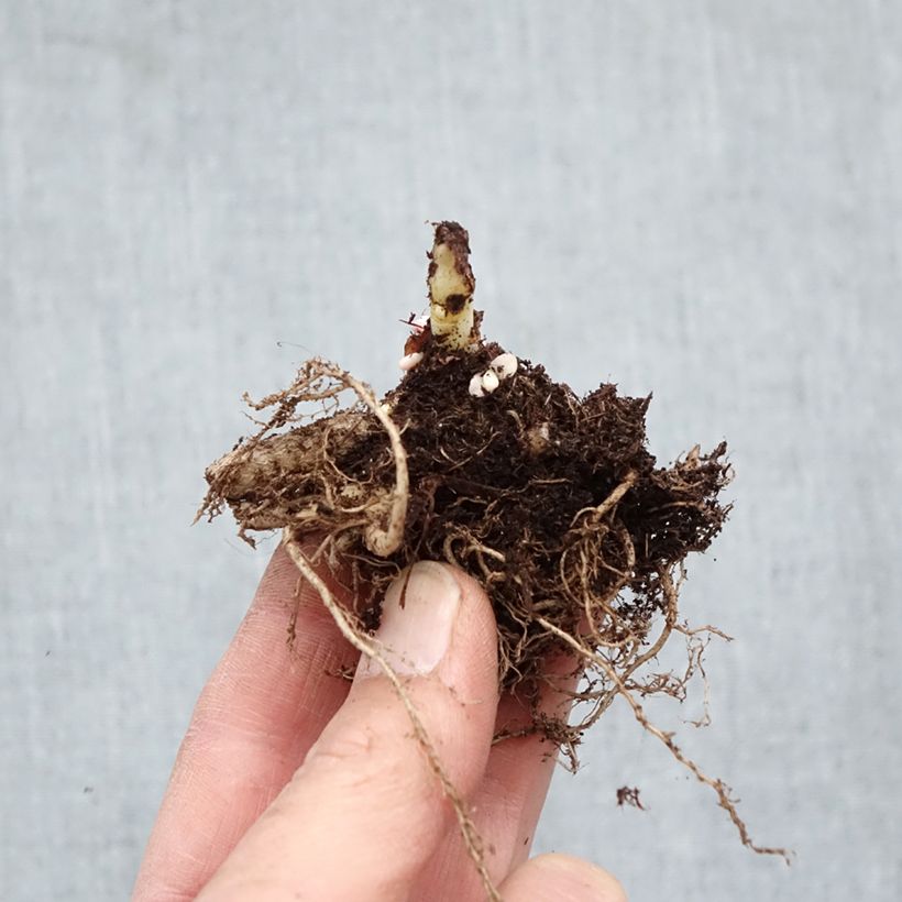 Exemplar von Fetthenne Chocolate Cherry - Sedum telephium Wurzelnackt wie im Winter geliefert