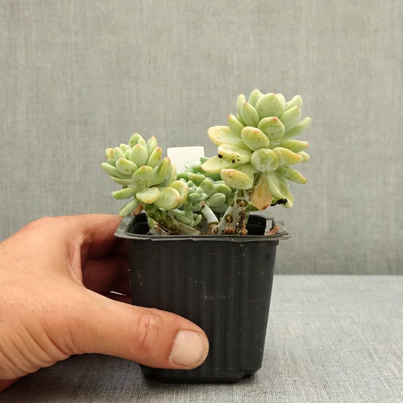 Exemplar von Fetthenne - Sedum clavatum Kleine Töpfe von 8/9 cm wie im Frühjahr geliefert
