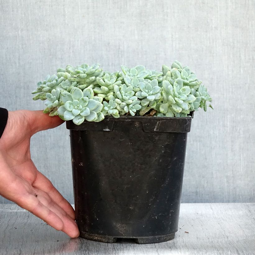 Exemplar von Sedum clavatum - Orpin mexicain Pot de 3L/4L wie im Herbst geliefert