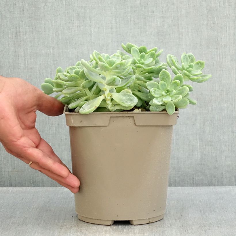 Exemplar von Fetthenne - Sedum clavatum Topf mit 3L/4L wie im Sommer geliefert