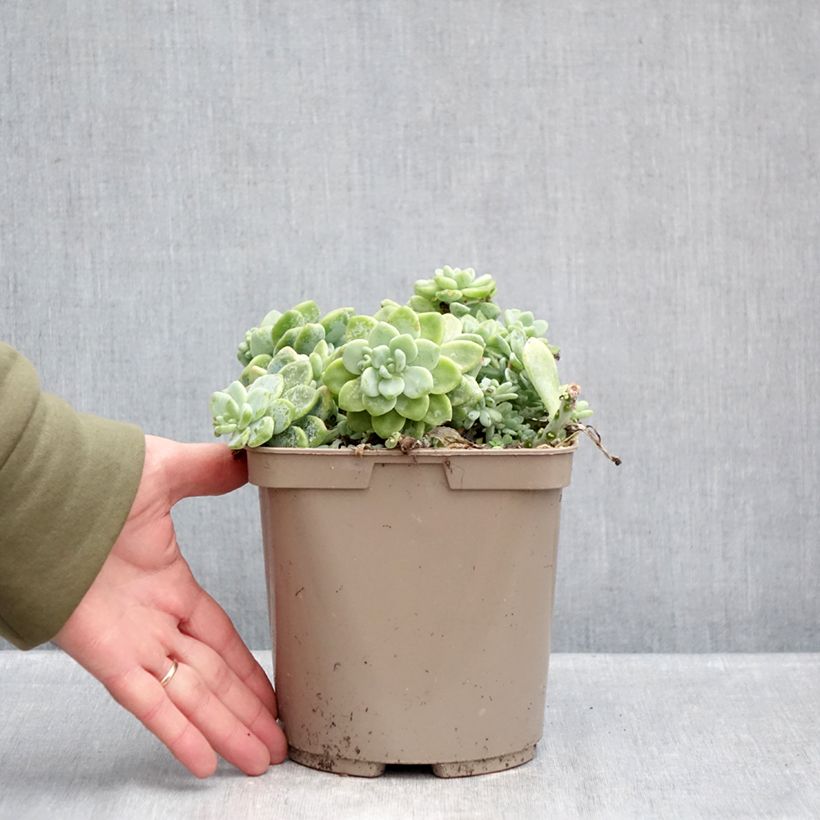 Exemplar von Fetthenne - Sedum clavatum Topf mit 3L/4L wie im Winter geliefert