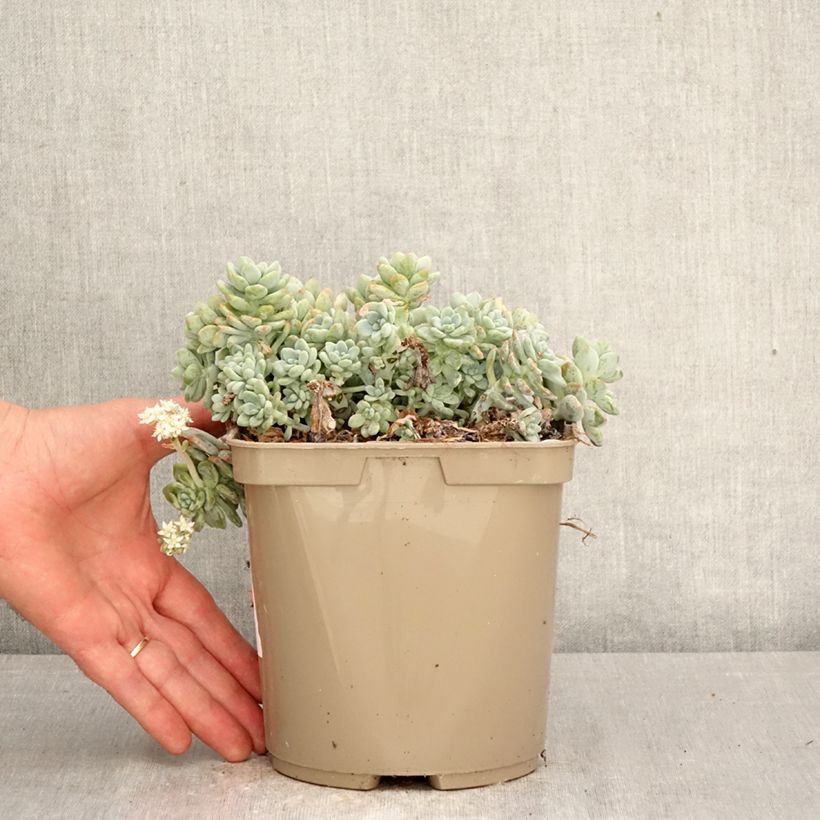 Exemplar von Fetthenne - Sedum clavatum Topf mit 3L/4L wie im Frühjahr geliefert