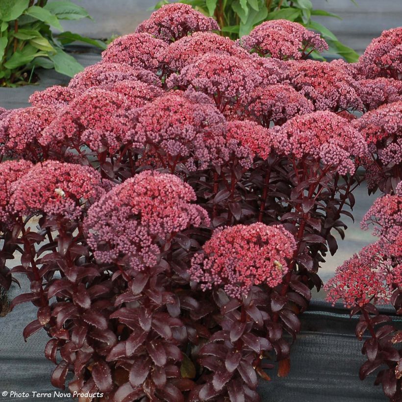 Fetthenne Dark Magic - Sedum telephium (Blüte)