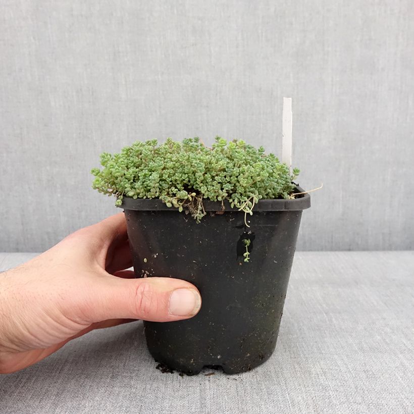Example of Fetthenne - Sedum dasyphyllum Topf mit 1,5L/2L as you get in hiver