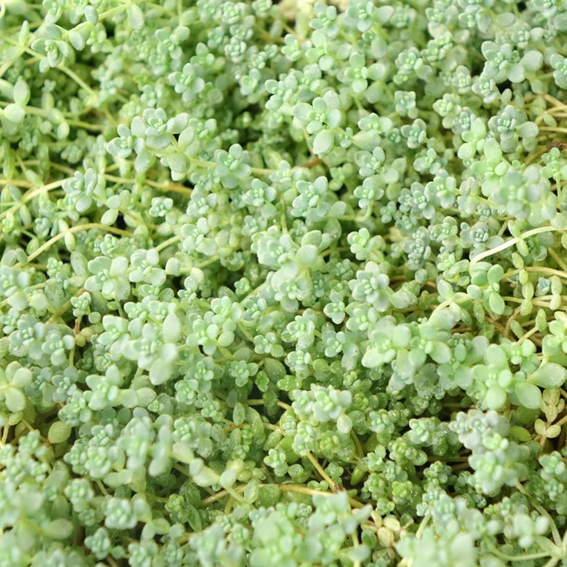 Fetthenne - Sedum dasyphyllum (Foliage)