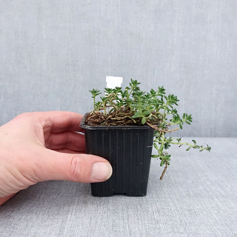 Exemplar von Sedum divergens - Orpin étalé ou divergent Godet de 8/9 cm wie im Winter geliefert