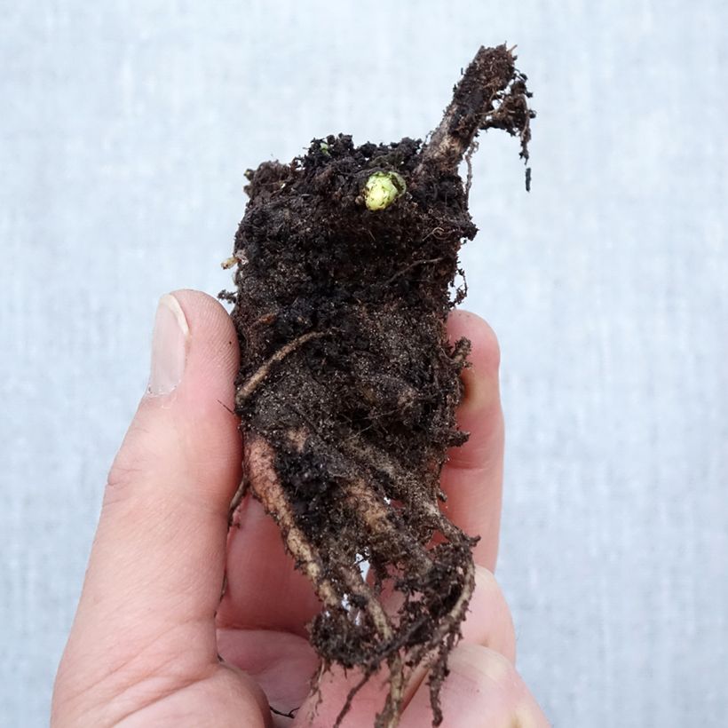 Example of Fetthenne Herbstfreude - Sedum Wurzelnackt as you get in hiver