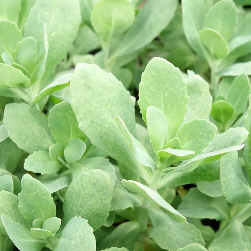 Fetthenne Class Act - Sedum telephium (Laub)