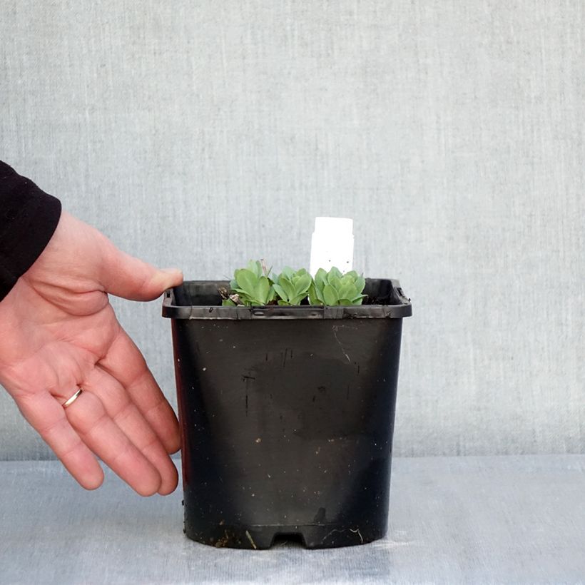 Exemplar von Fetthenne Class Act - Sedum telephium Topf mit 1,5L/2L wie im Winter geliefert