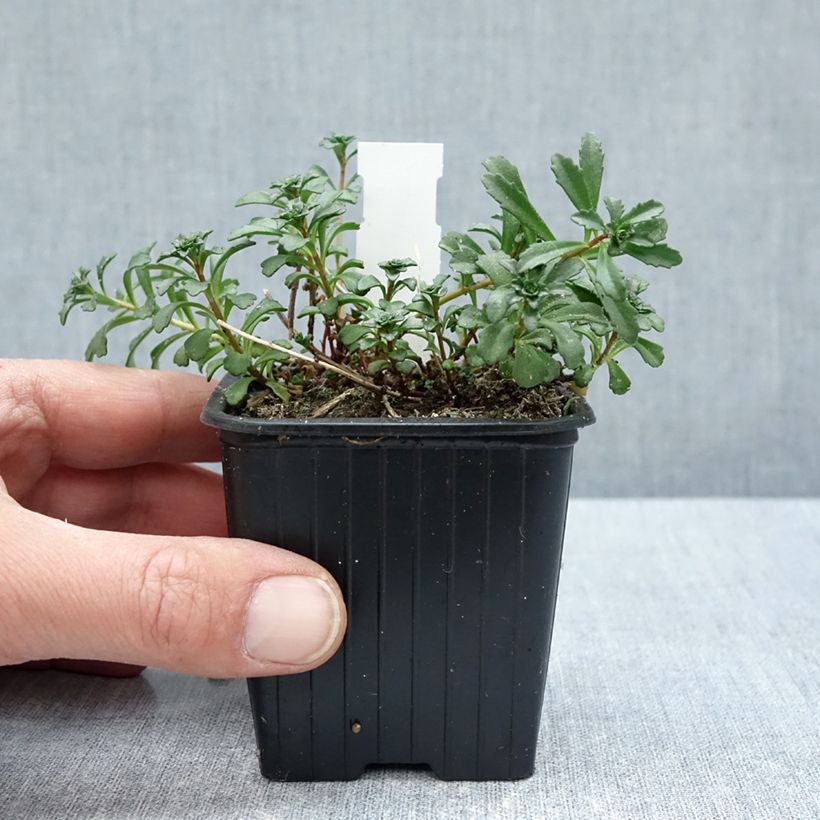 Exemplar von Sedum kamtschaticum subsp. middendorffianum - Orpin du Kamtchatka Kleine Töpfe von 8/9 cm wie im Frühjahr geliefert