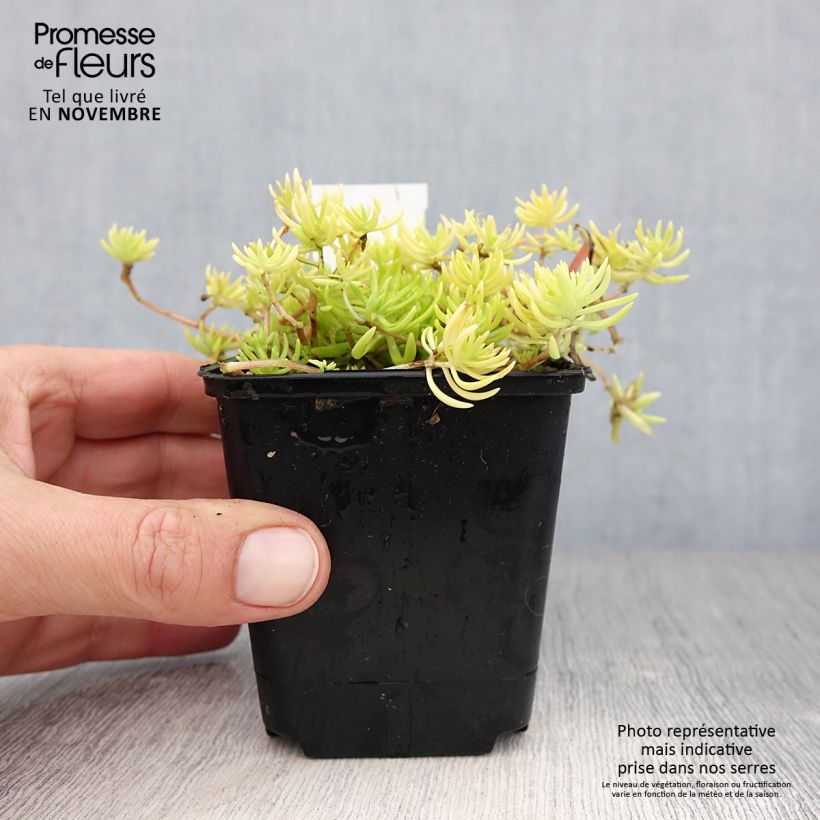Exemplar von Fetthenne Lemon Ball - Sedum Kleine Töpfe von 8/9 cm wie im Herbst geliefert