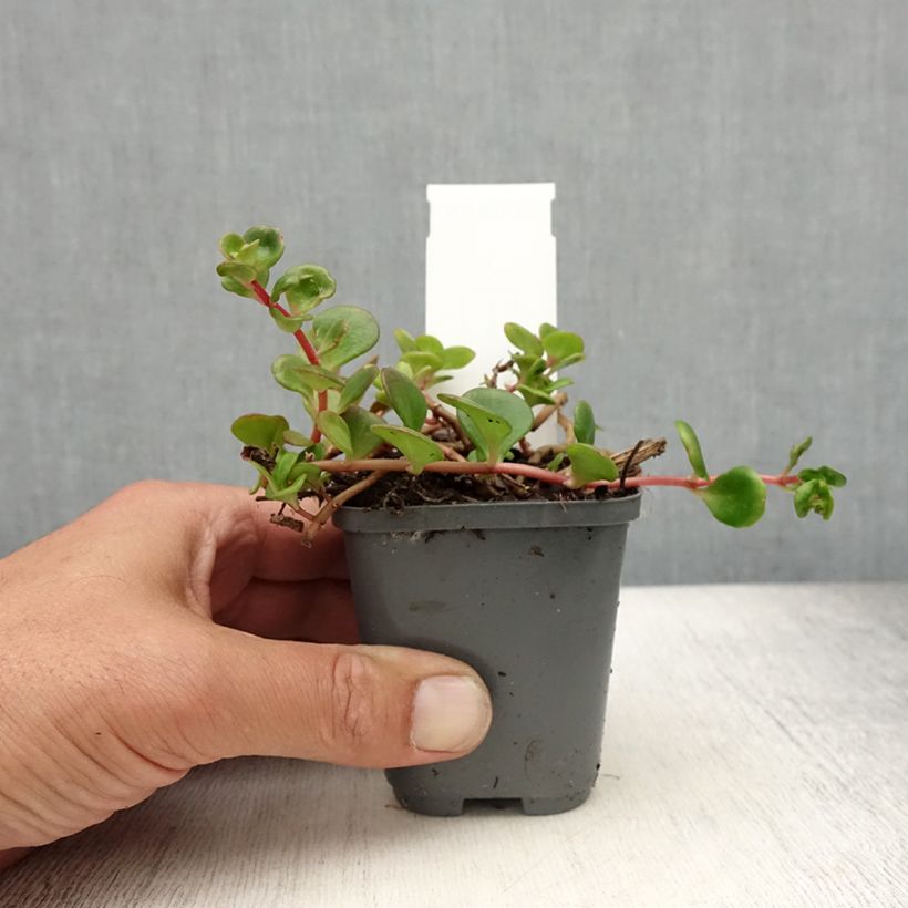 Exemplar von Fetthenne Lime - Sedum makinoi Kleine Töpfe von 7/8 cm wie im Sommer geliefert