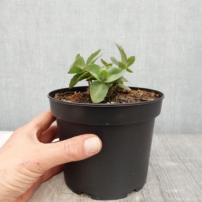 Example of Fetthenne Matrona - Sedum Topf mit 2L/3L as you get in printemps