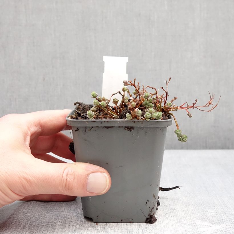 Exemplar von Fetthenne Rose - Sedum ewersii Kleine Töpfe von 8/9 cm wie im Winter geliefert