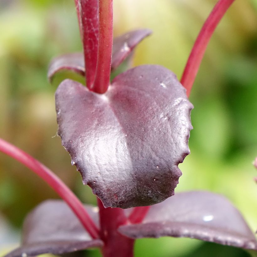 Fetthenne Peach Pearls - Sedum telephium (Laub)