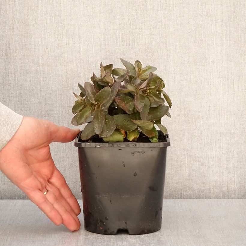 Exemplar von Fetthenne Peach Pearls - Sedum telephium Topf mit 1,5L/2L wie im Frühjahr geliefert