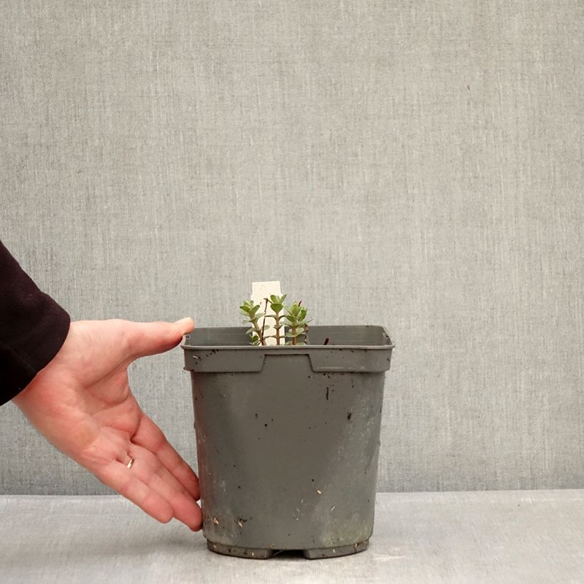 Exemplar von Fetthenne Pinky - Sedum hybrida Topf mit 2L/3L wie im Winter geliefert