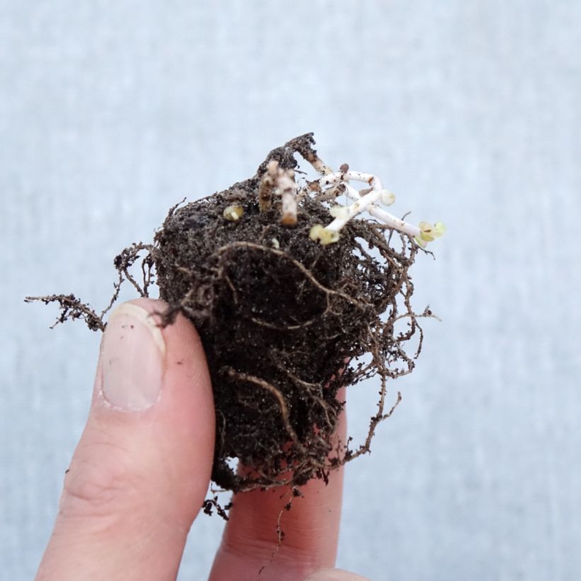 Exemplar von Fetthenne Pinky - Sedum hybrida Wurzelnackt wie im Winter geliefert