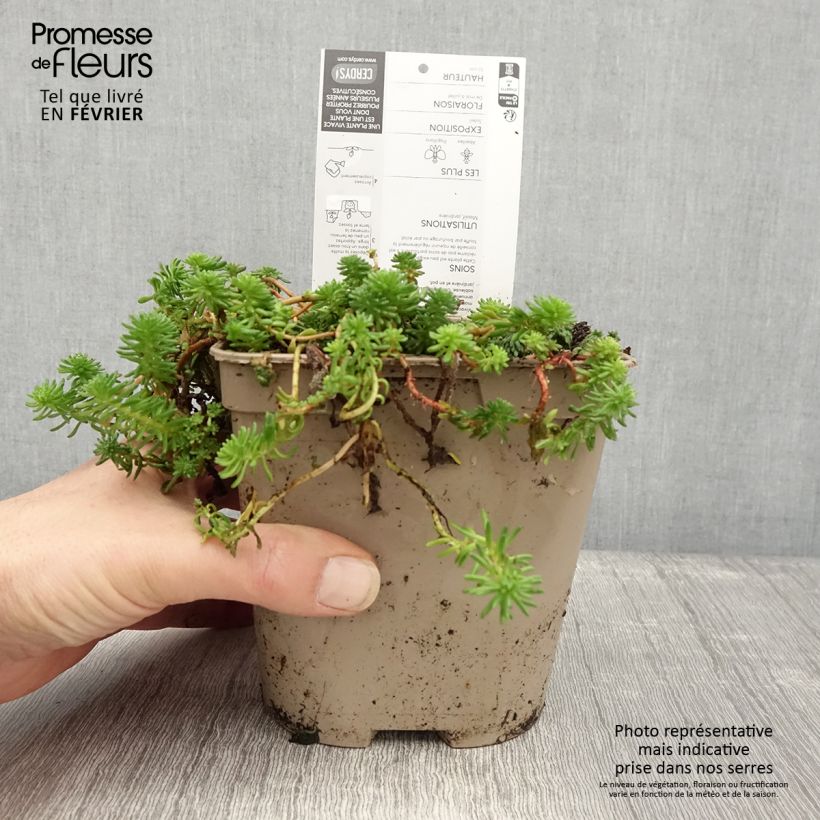 Exemplar von Fetthenne - Sedum pulchellum Topf mit 2L/3L wie im Winter geliefert