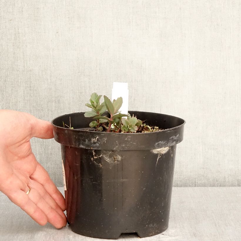 Exemplar von Fetthenne Red Cauli - Sedum Topf mit 2L/3L wie im Frühjahr geliefert