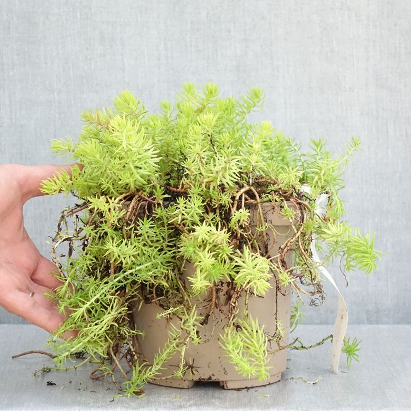 Exemplar von Fetthenne Yellow Cushion - Sedum reflexum Topf mit 3L/4L wie im Frühjahr geliefert