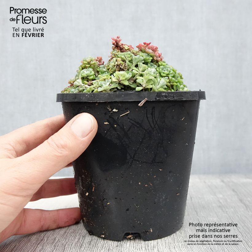 Exemplar von Sedum spathulifolium Cape Blanco - Orpin rampant Pot de 1,5L/2L wie im Winter geliefert
