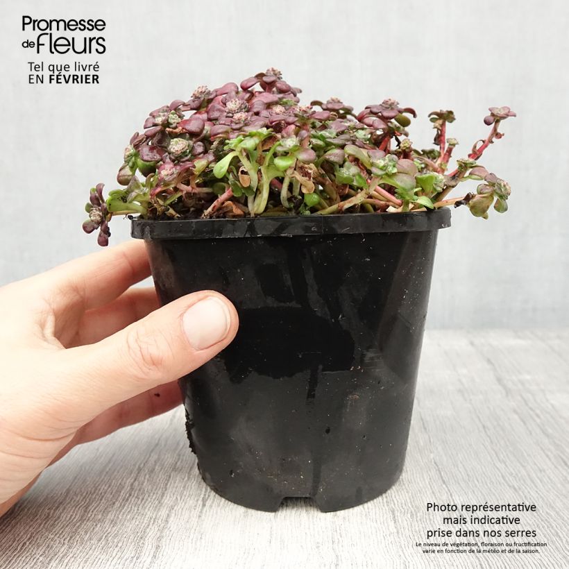 Exemplar von Sedum spathulifolium Purpureum - Orpin Pot de 2L/3L wie im Winter geliefert