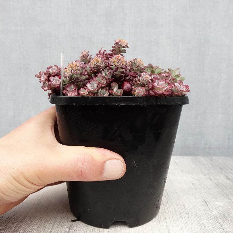 Example of Fetthenne Purpureum - Sedum spathulifolium Topf mit 2L/3L as you get in printemps