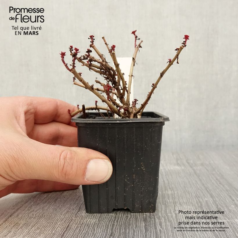 Example of Fetthenne Dragon Blood - Sedum spurium Kleine Töpfe von 8/9 cm as you get in printemps