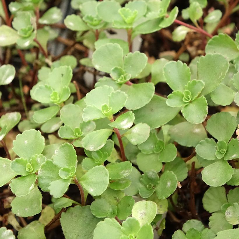 Fetthenne Dragon Blood - Sedum spurium (Foliage)
