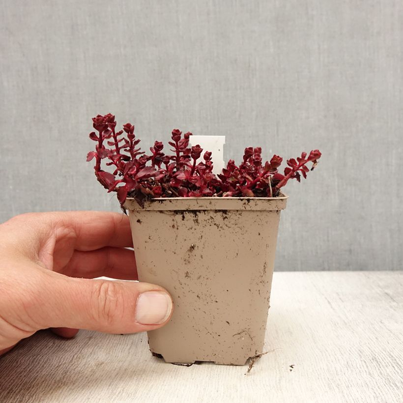 Example of Fetthenne Fuldaglut - Sedum spurium Kleine Töpfe von 8/9 cm as you get in printemps