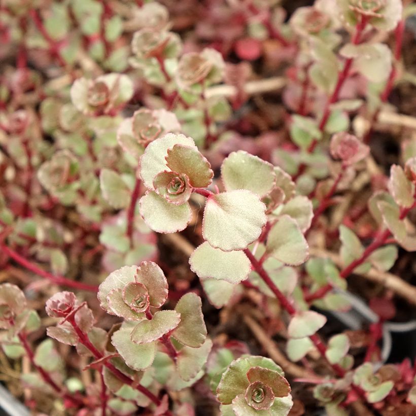 Fetthenne Fuldaglut - Sedum spurium (Foliage)