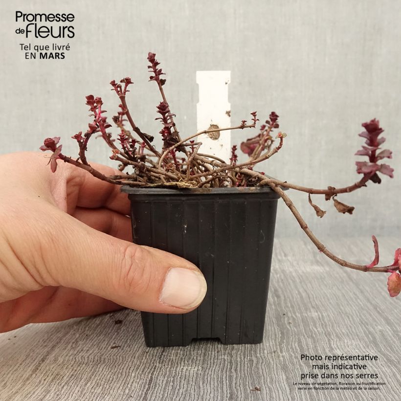 Example of Fetthenne Woodoo - Sedum spurium Kleine Töpfe von 8/9 cm as you get in printemps