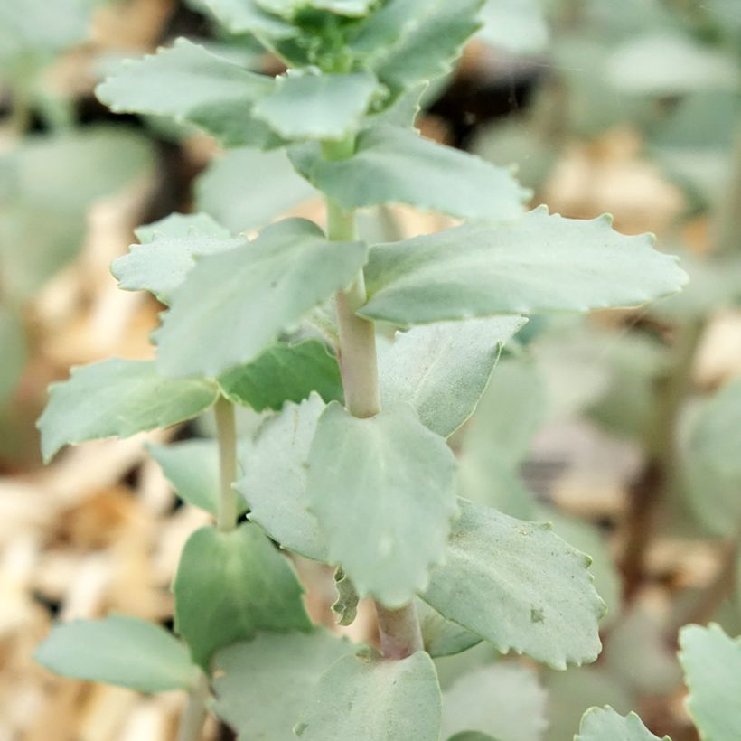 Fetthenne Strawberry and Cream - Sedum (Foliage)