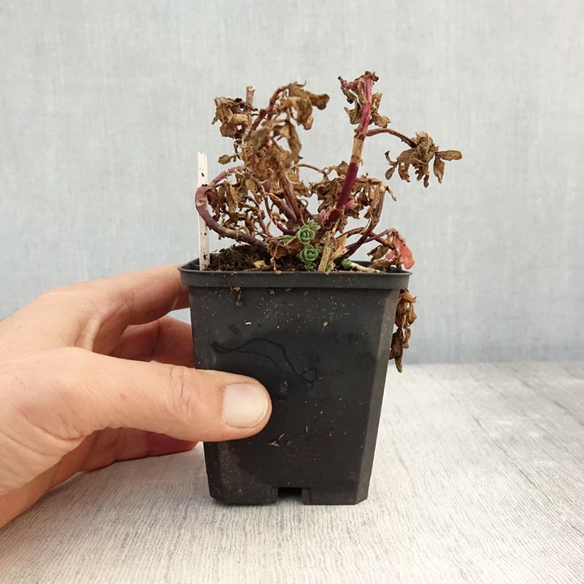 Exemplar von Fetthenne Sunsparkler Blue Pearl - Sedum Kleine Töpfe von 8/9 cm wie im Herbst geliefert