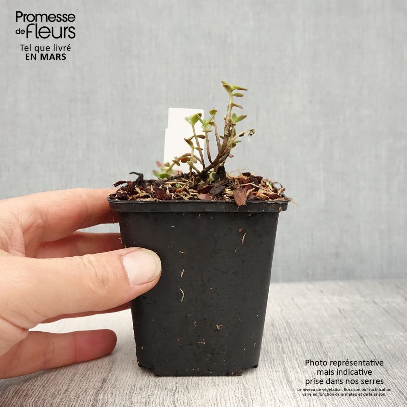 Exemplar von Fetthenne Sunsparkler Blue Pearl - Sedum Kleine Töpfe von 8/9 cm wie im Frühjahr geliefert