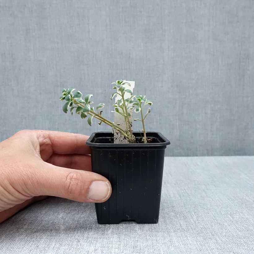 Exemplar von Fetthenne Sunsparkler Dream Dazzler - Sedum Kleine Töpfe von 8/9 cm wie im Frühjahr geliefert