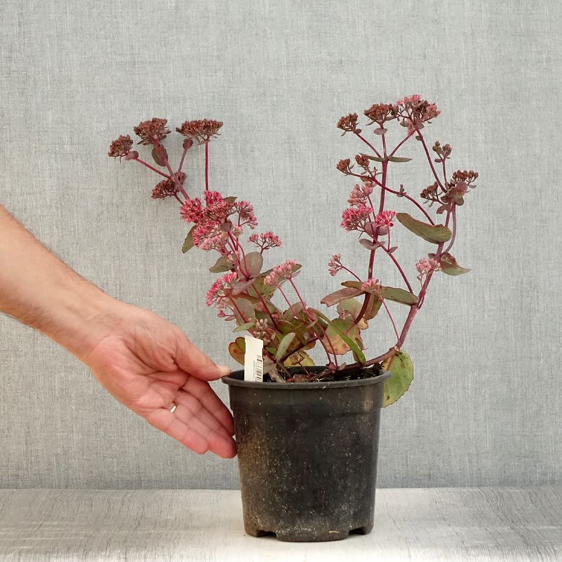 Exemplar von Fetthenne Sunsparkler Dream Dazzler - Sedum Topf mit 2L/3L wie im Sommer geliefert