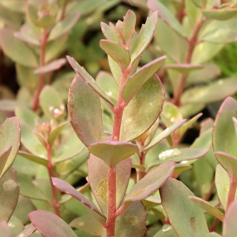 Fetthenne Sunsparkler Plum Dazzled - Sedum (Laub)