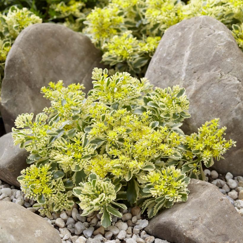 Fetthenne Atlantis - Sedum takesimense (Wuchs)